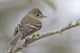 Least Flycatcher