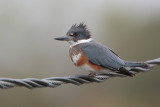 Belted Kingfisher