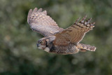 Great Horned Owl