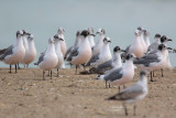 Franklin's Gull