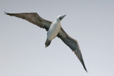 Peruvian Booby