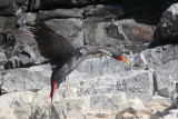 Red-legged Cormorant