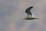 Inca Tern