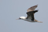 Peruvian Booby