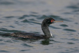 Guanay Cormorant