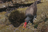 Blackish Oystercatcher