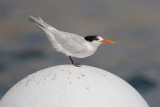 Elegant Tern