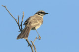 Long-tailed Mockingbird