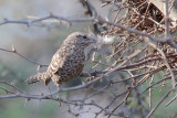 Fasciated Wren