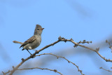 Southern Beardless Tyrannulet