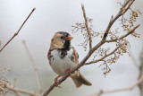 Harris's Sparrow