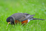 American Robin