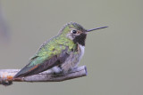 Broad-tailed Hummingbird