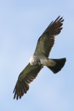 Mississippi Kite