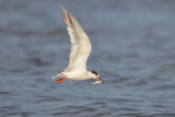 Forsters Tern