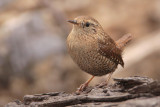 Winter Wren