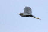 Little Blue Heron