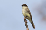 Eastern Phoebe