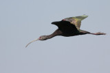 White-faced Ibis