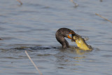 Neotropic Cormorant