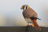 American Kestrel
