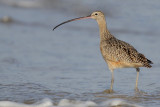 Long-billed Curlew