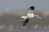 American Avocet