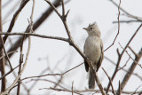 Gray-and-white Tyrannulet