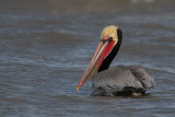 Brown Pelican (californicus)