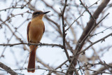Rufous Flycatcher