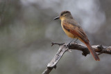 Rufous Flycatcher