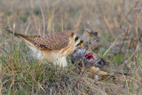 American Kestrel