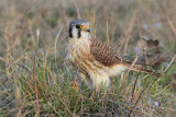 American Kestrel