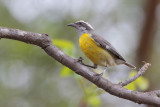 Bananaquit