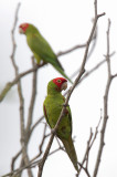 Red-masked Parakeet