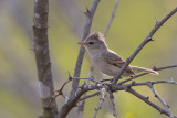 Southern Beardless Tyrannulet