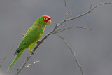 Red-masked Parakeet