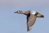 Blue-winged Teal