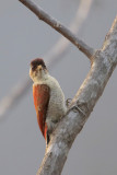 Scarlet-backed Woodpecker