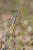American Bittern