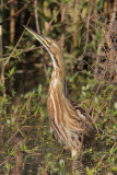 American Bittern