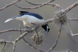 White-tailed Jay