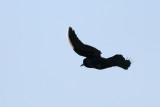 Boat-tailed Grackle w/white primary