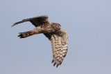 Northern Harrier