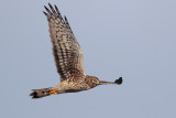 Northern Harrier