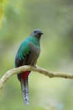 Resplendent Quetzal