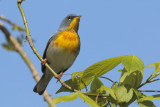 Northern Parula