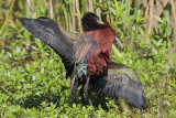 White-faced Ibis