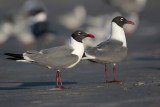Laughing Gull