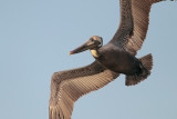 Brown Pelican
